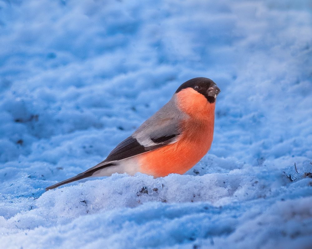 Photograph by Тамара Вотинцева