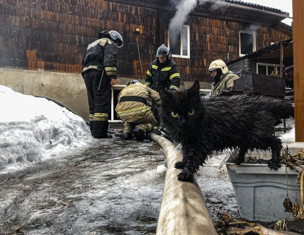 Кот-пожарный