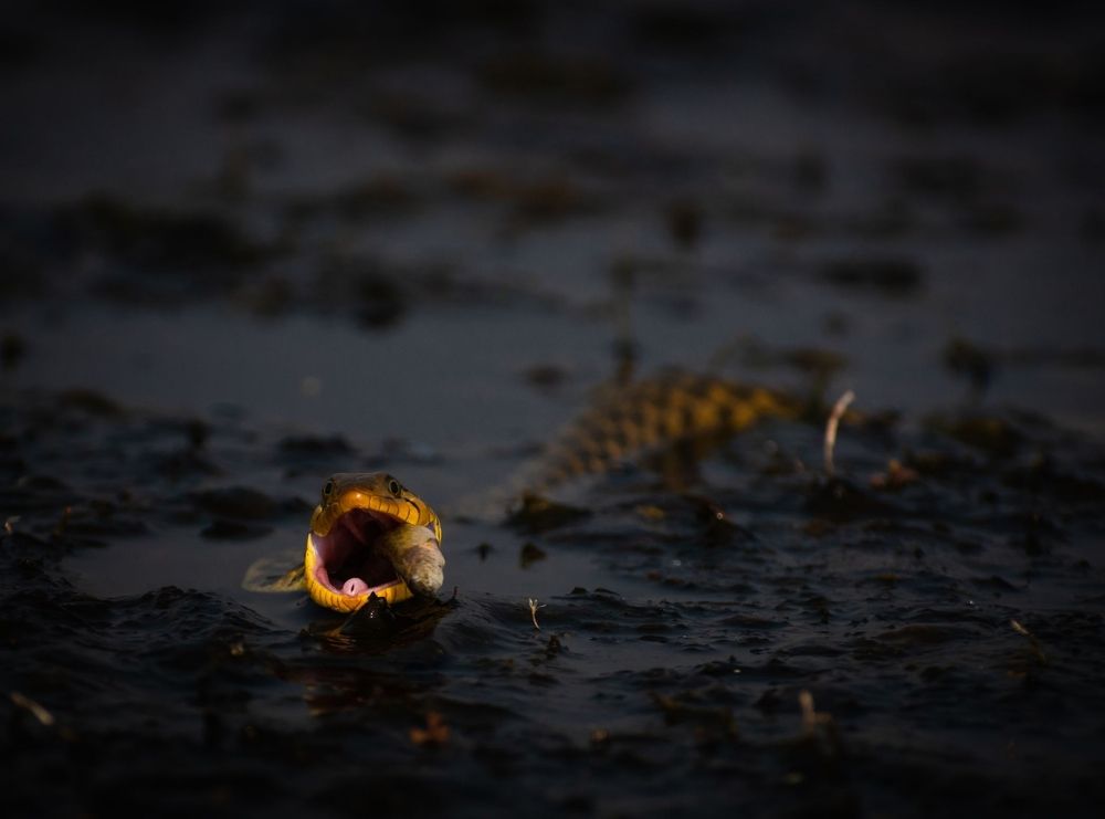 Photograph by Chandan Sarkar