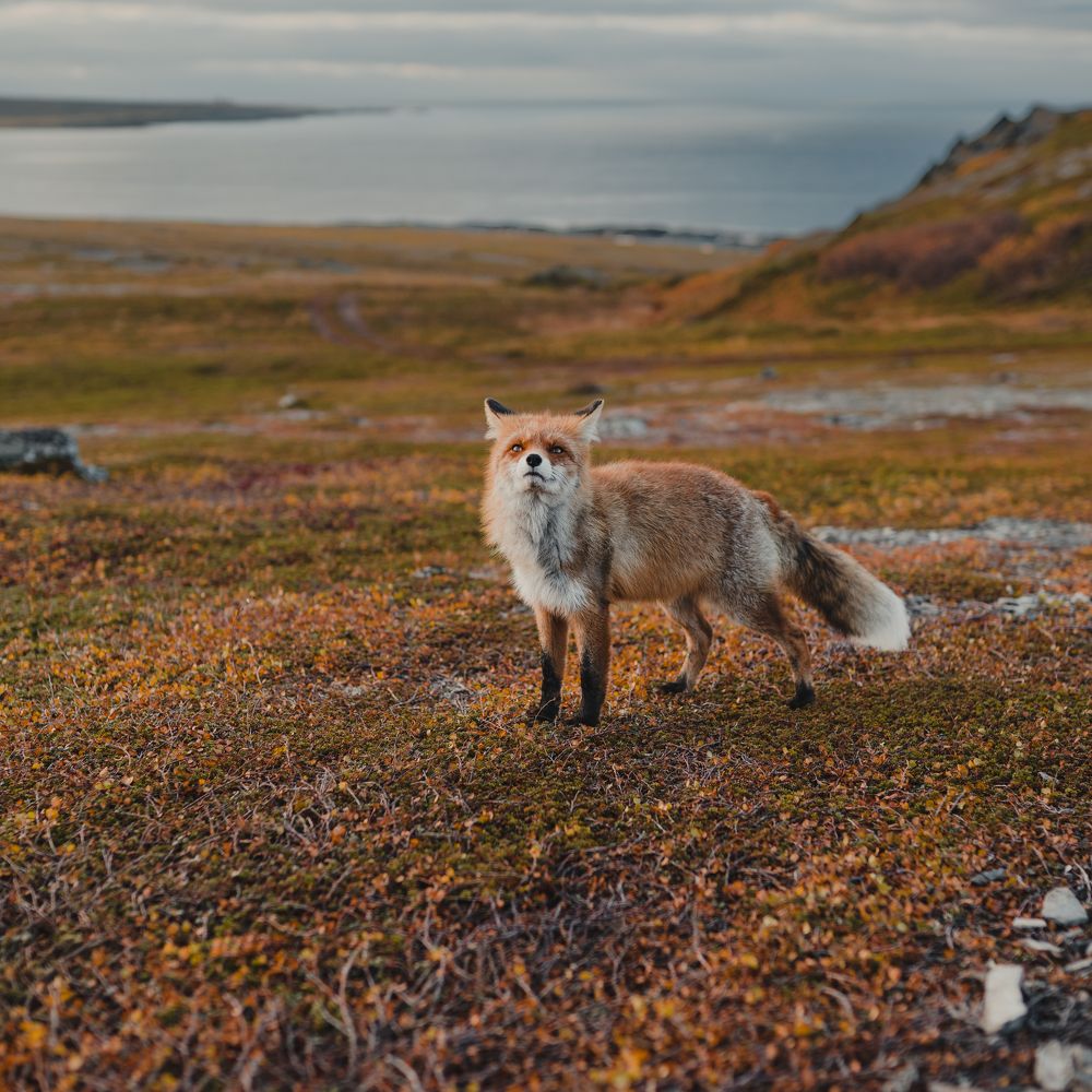 Дикая лисичка в тундре