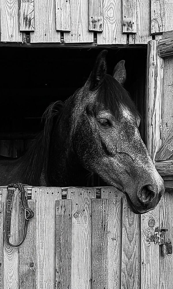 Photograph by Ирина Шидловская