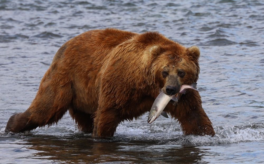 Photograph by Диана Жагрина