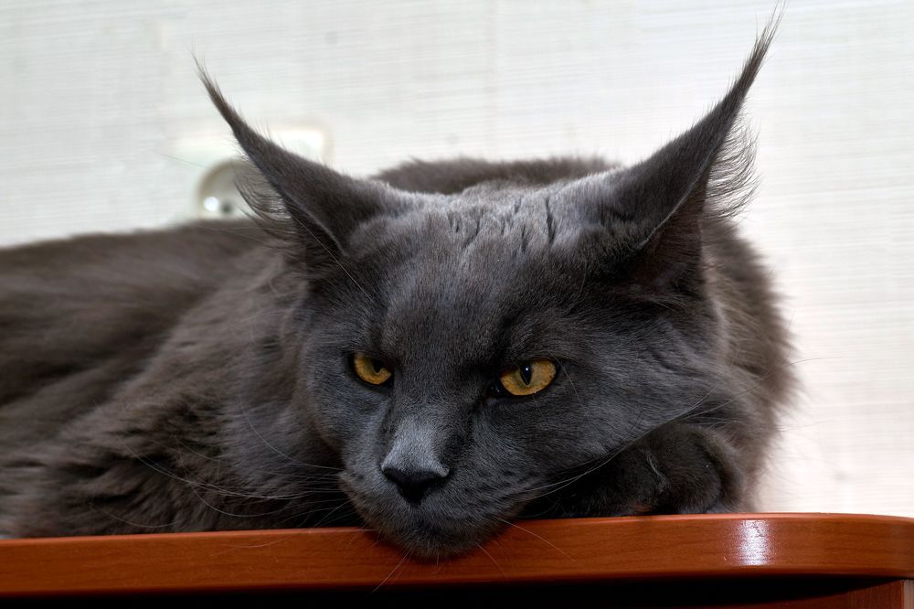 Photograph by Dmitrij Zykunov