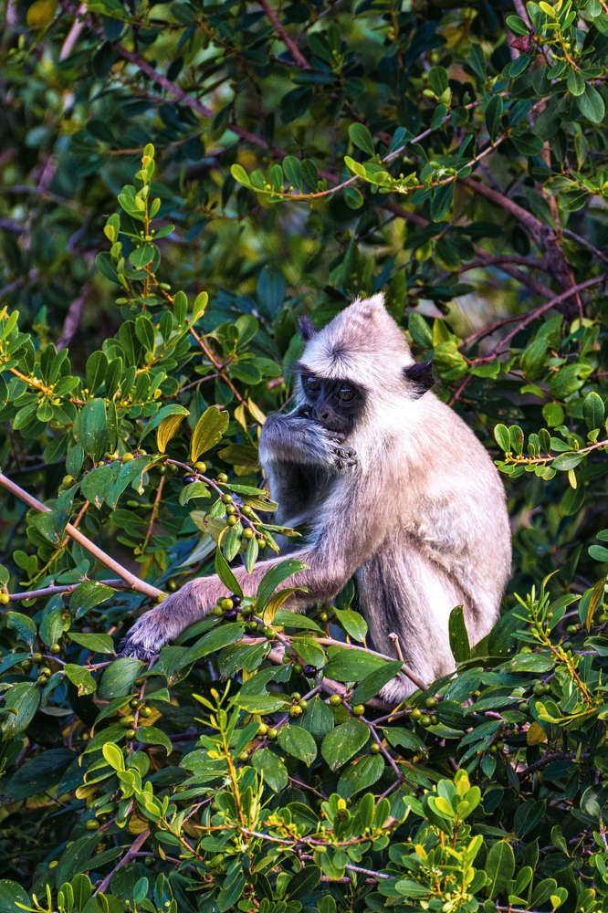 Yala National Park. Sri Lanka.