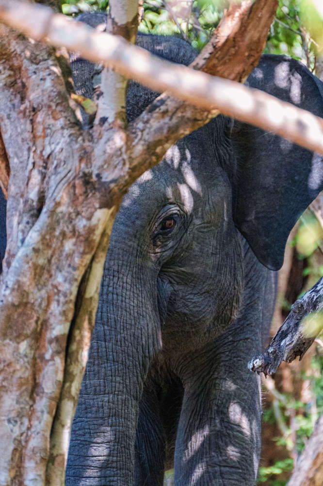Yala National Park. Sri Lanka.