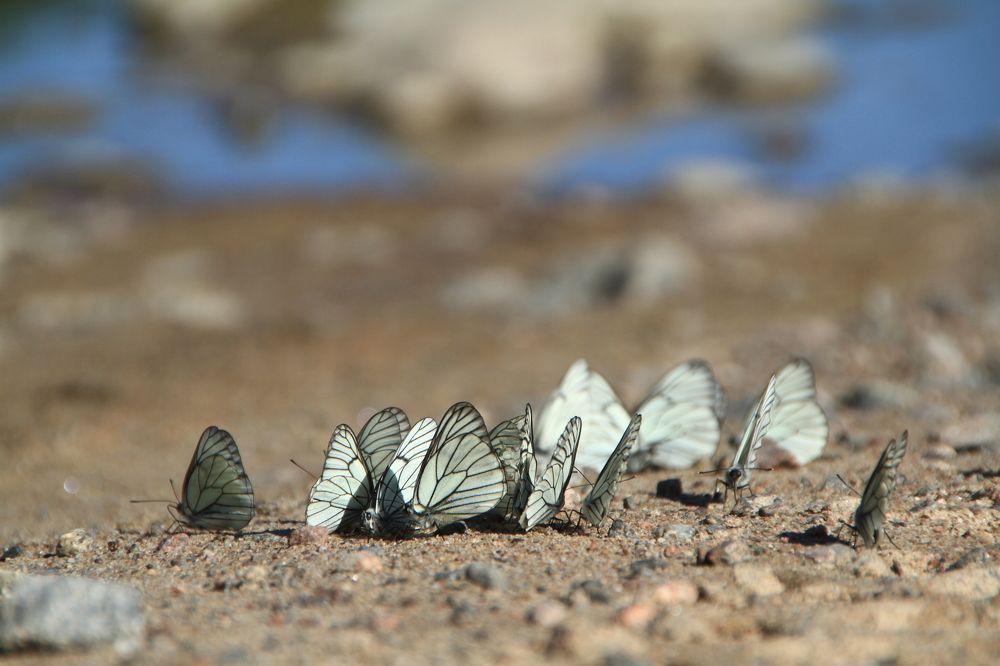 Фотография автора Анастасия Зверева