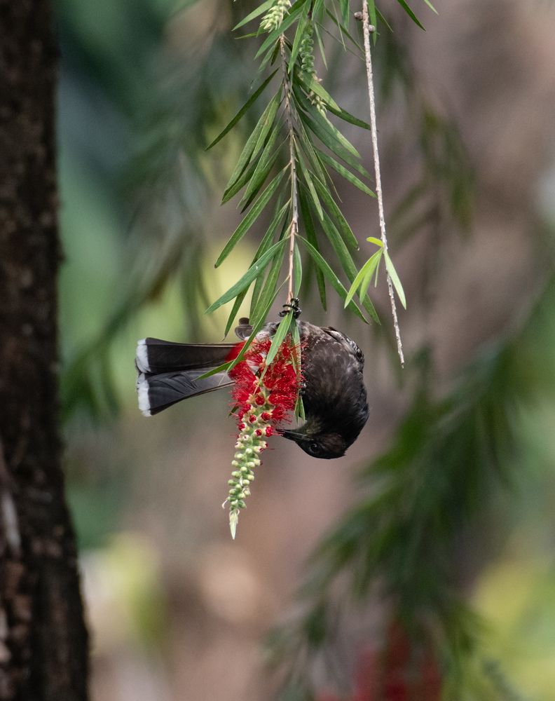 Photograph by Roy Mantu