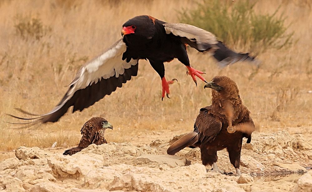 Photograph by Jacques Nel