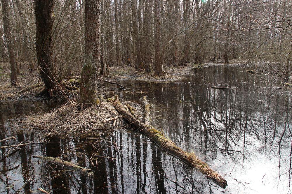 Photograph by Юрий Чистяков