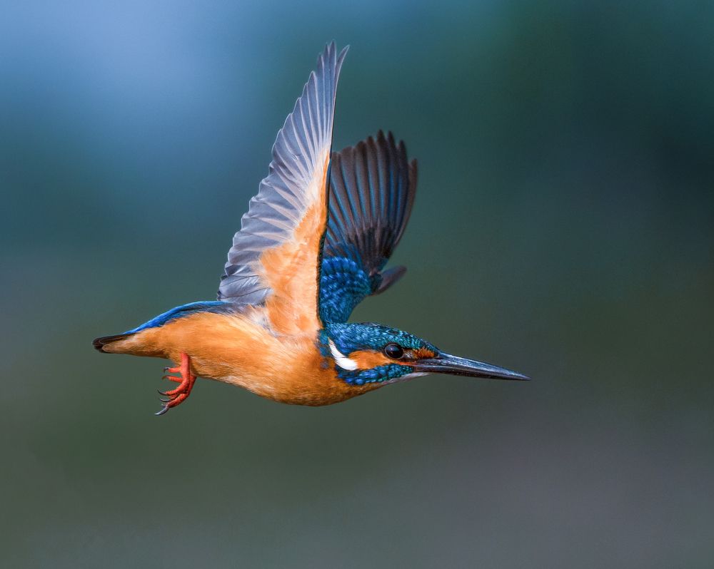 Фотография автора Nived yadav