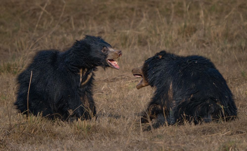Фотография автора Nived yadav