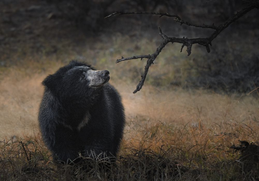 Фотография автора Nived yadav