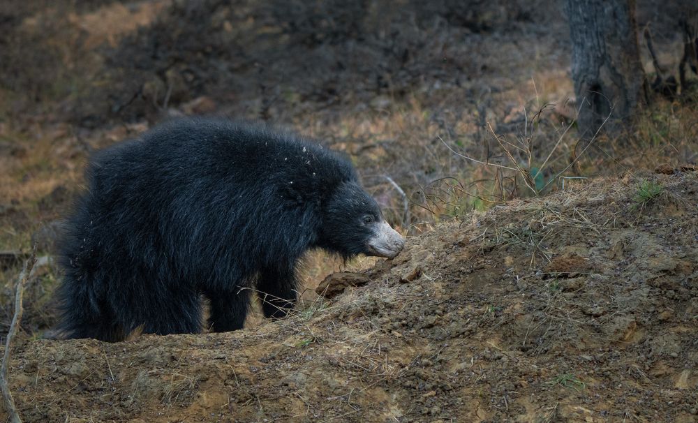 Фотография автора Nived yadav