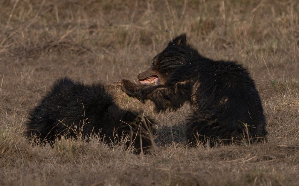 Фотография автора Nived yadav