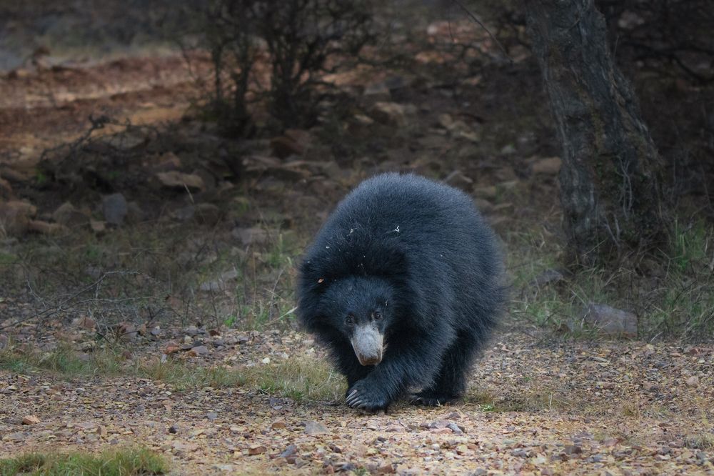 Фотография автора Nived yadav