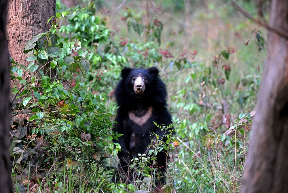 Photograph by Nirmalya Chakraborty