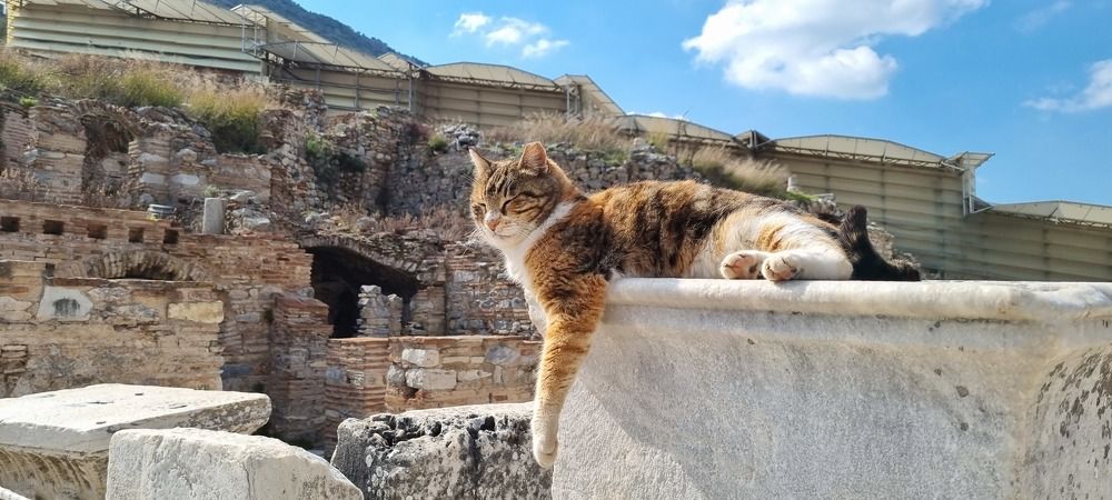 Эфесский кот