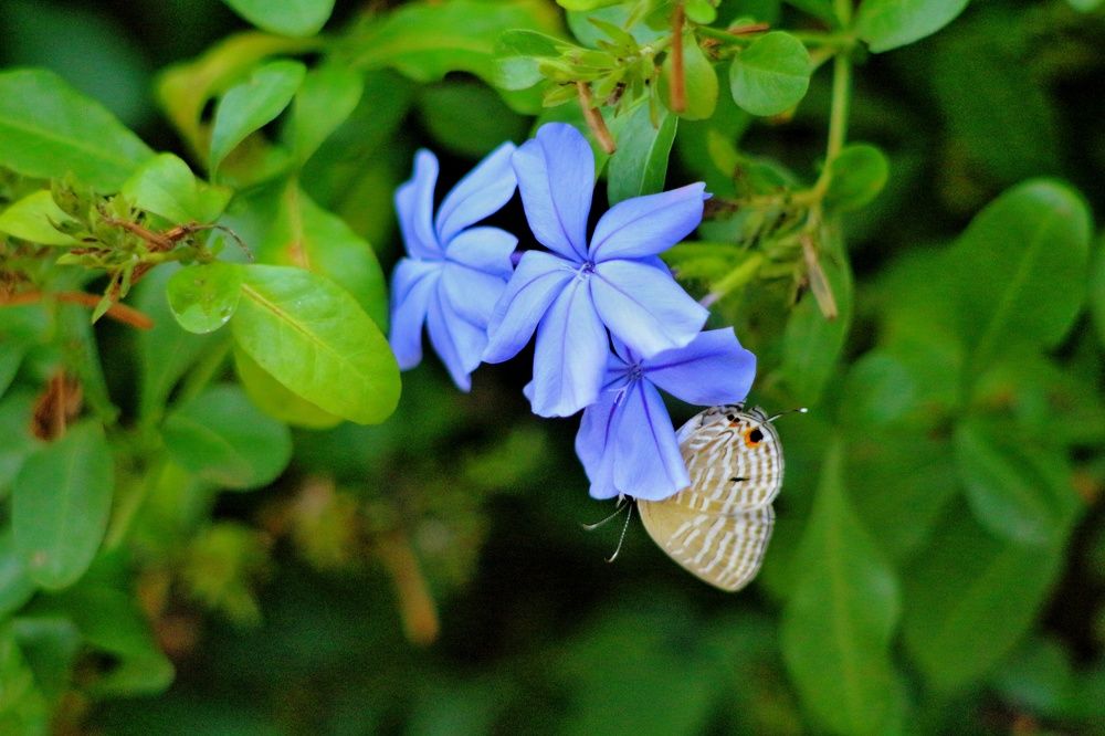 Фотография автора Shimar Imtiaz