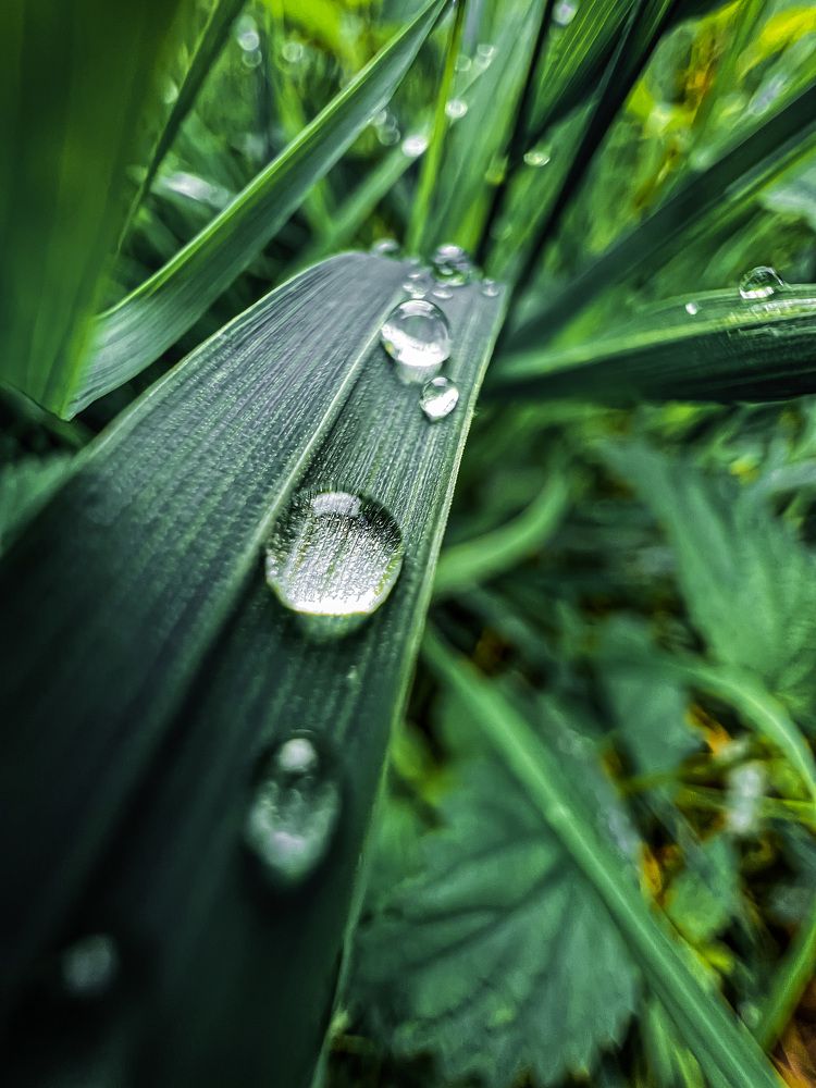 Photograph by Ganna Lobodenko