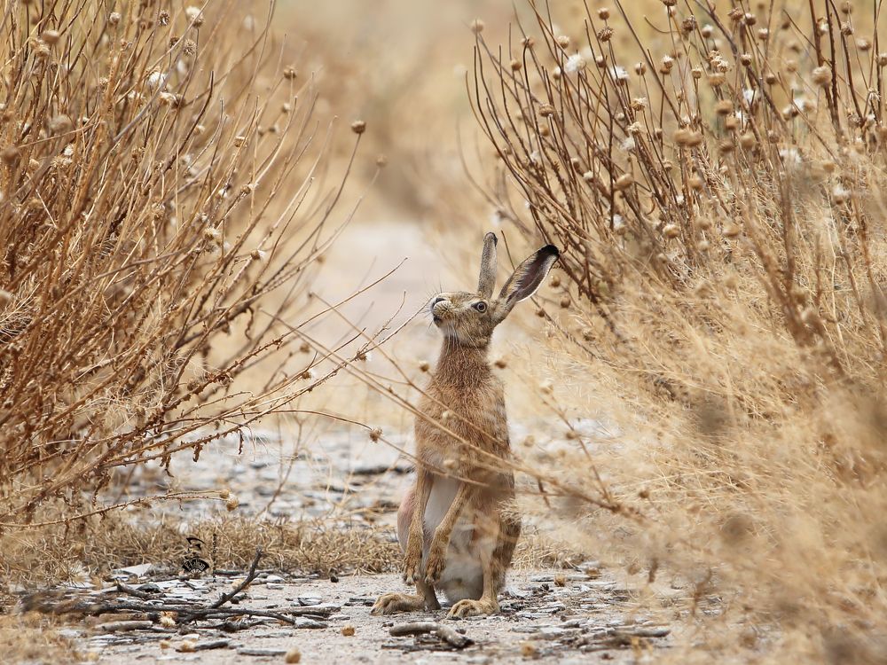 Степной заяц-русак