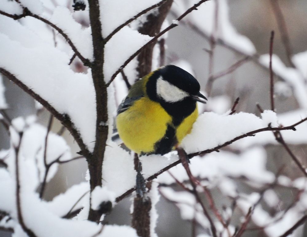 Photograph by Юлия Локалова