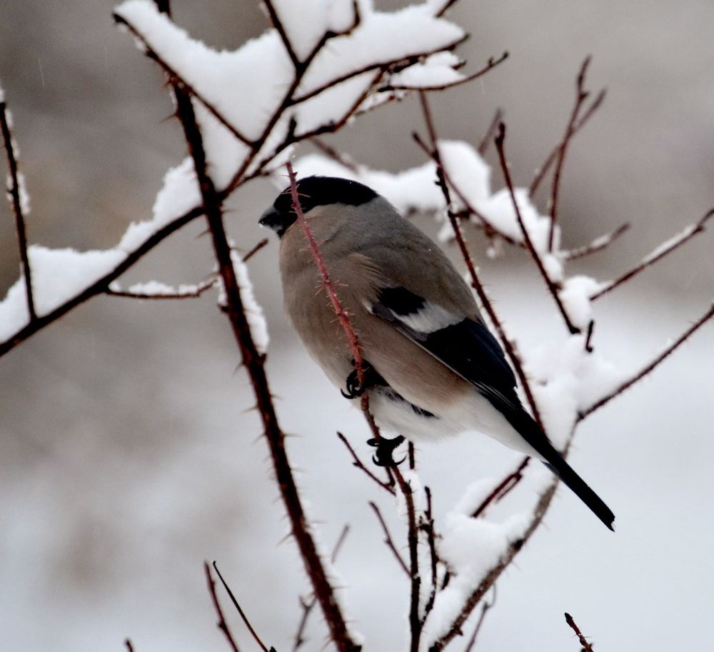 Photograph by Юлия Локалова