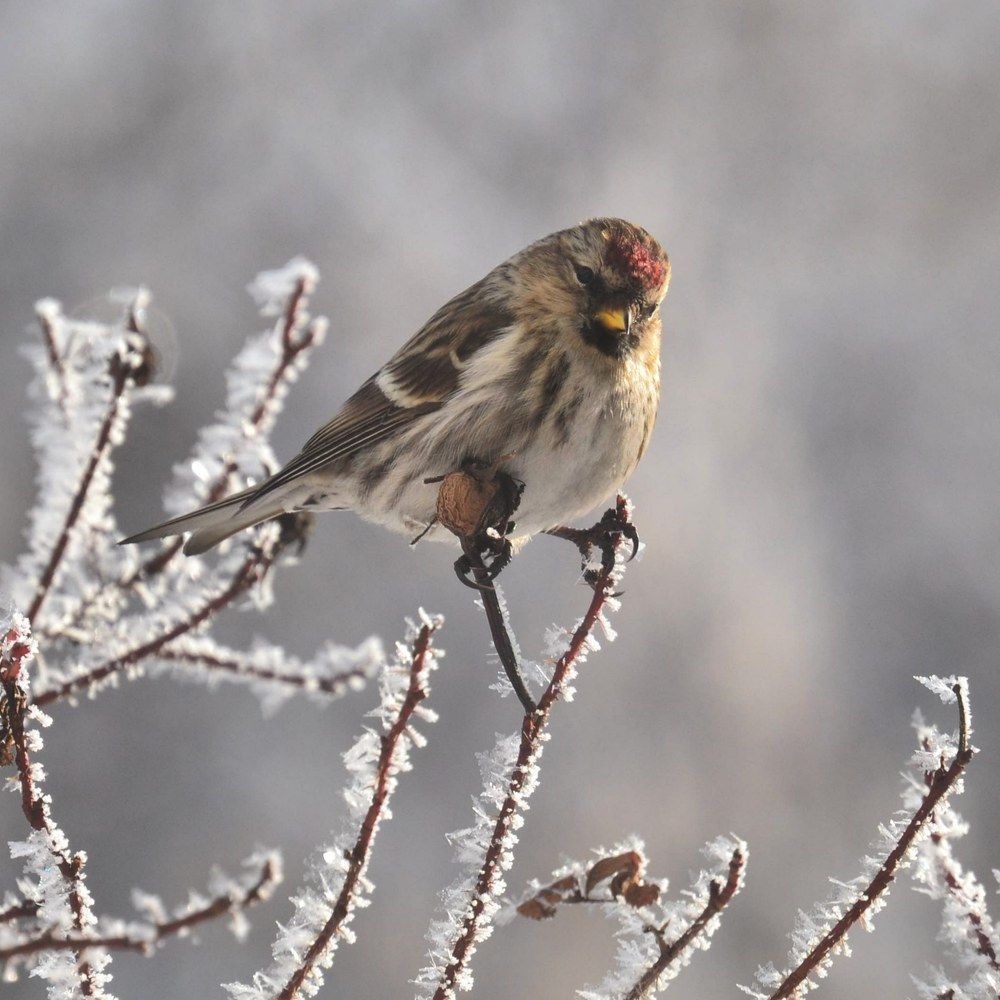 Чечётка обыкновенная.