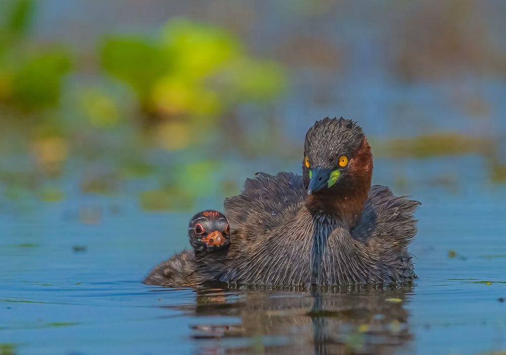 Little Grebe