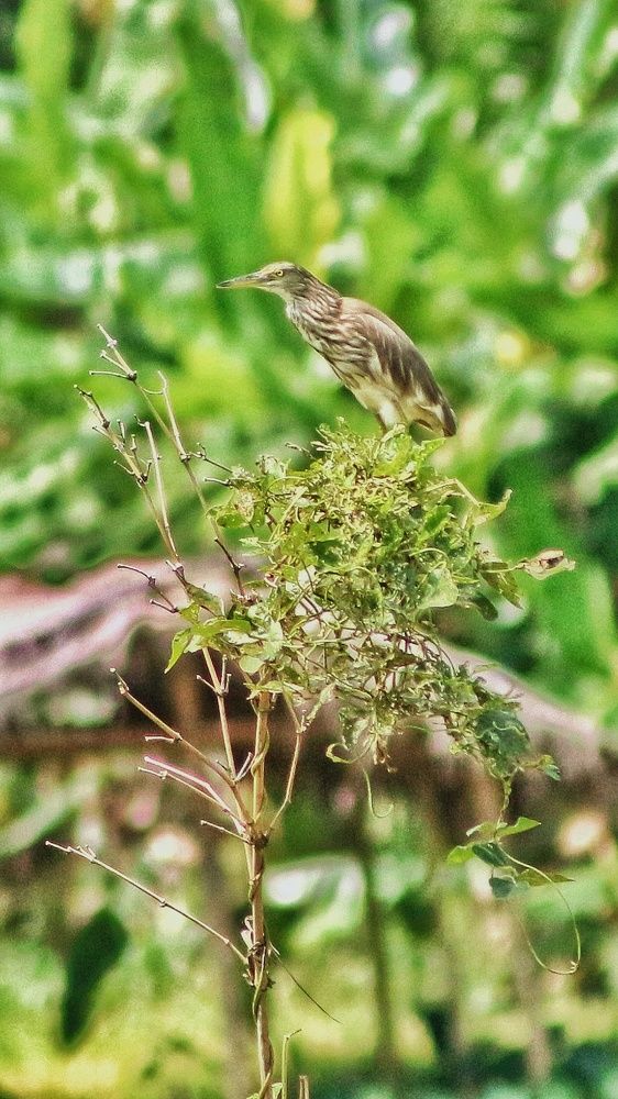 Waiting for next meal