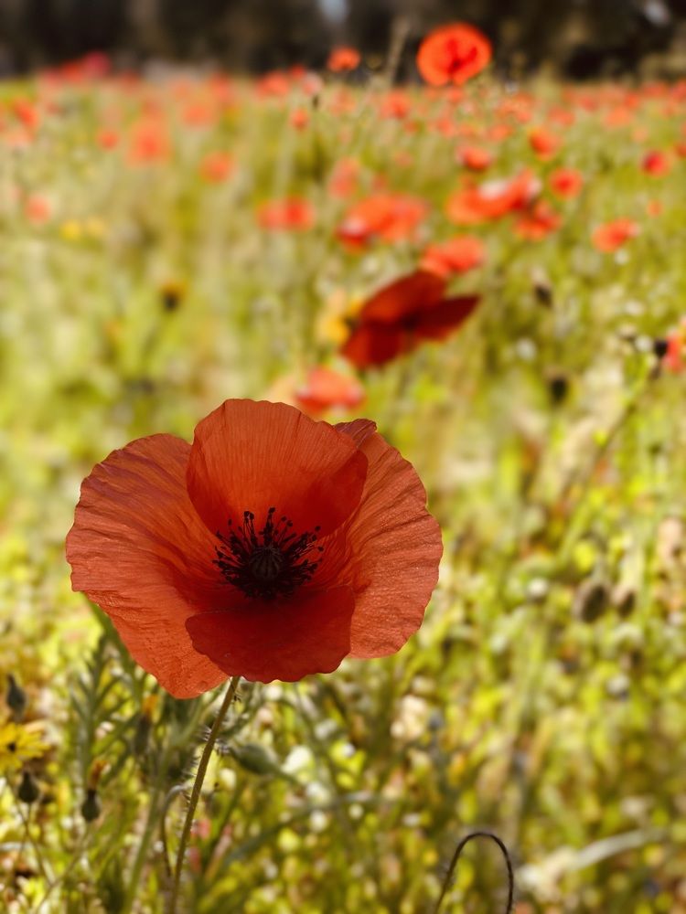 Photograph by Марина Измайлова