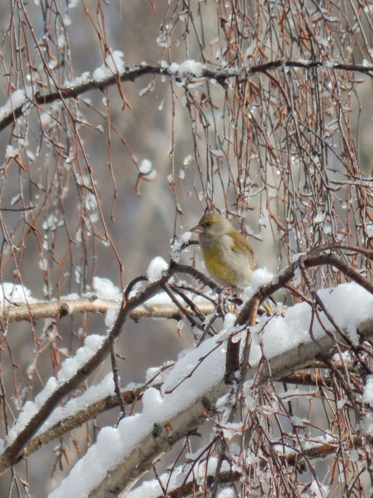 Photograph by Mari Kir