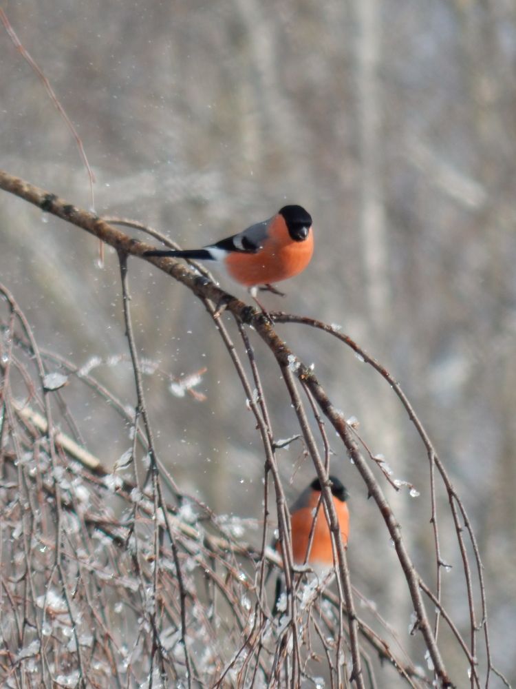 Photograph by Mari Kir