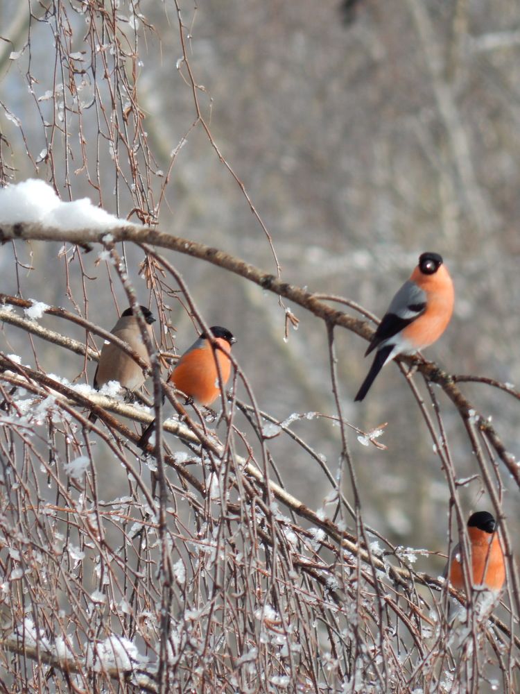 Photograph by Mari Kir