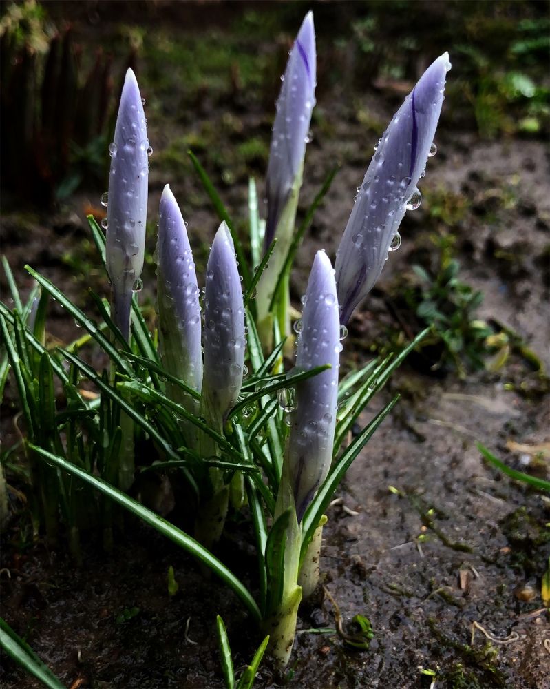 Photograph by Halina Mitsevich