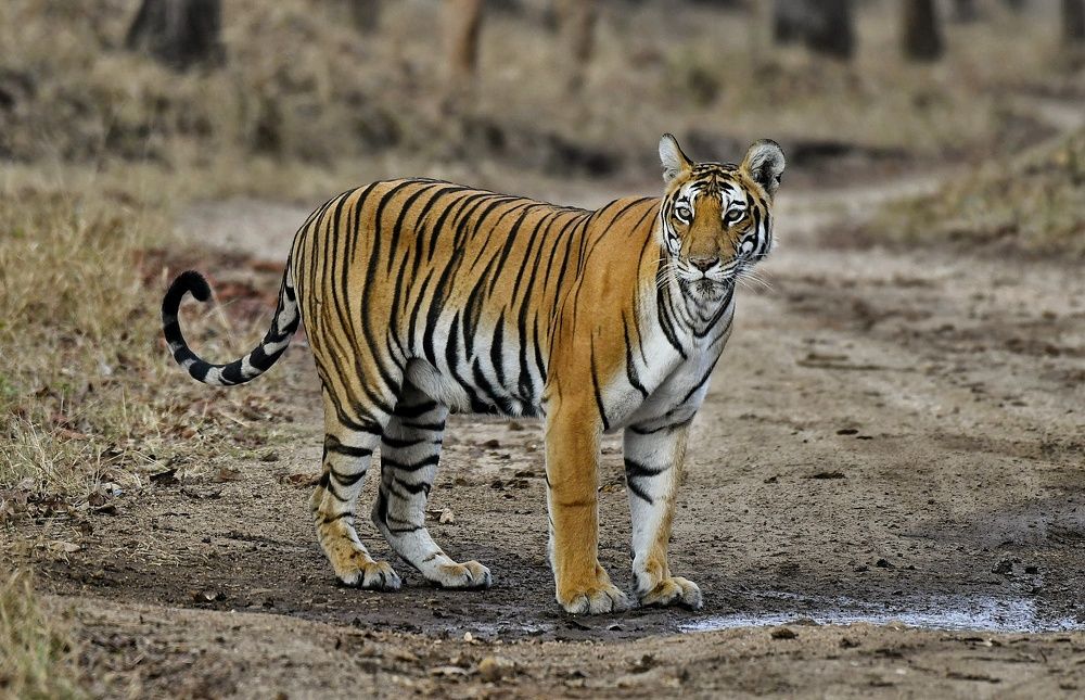 Photograph by Anantha ramu Mudagandur