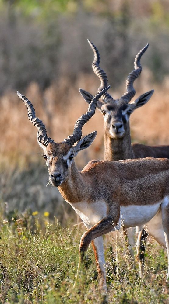 Photograph by Anantha ramu Mudagandur