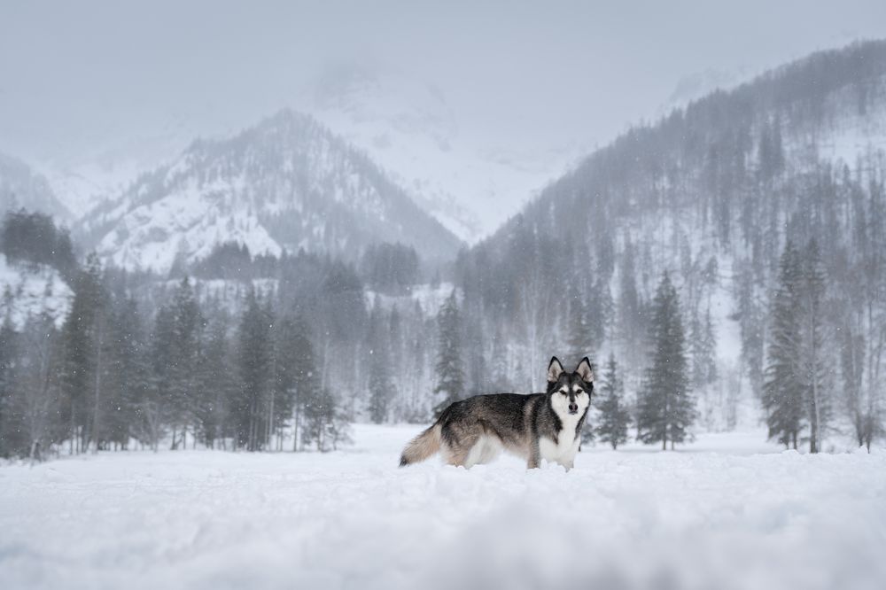 Фотография автора Krisztián Csalami