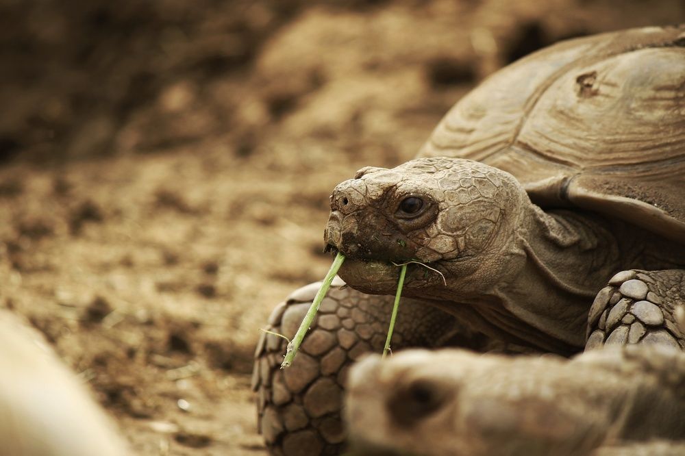 Photograph by Obada Abdelwahab Abdalla