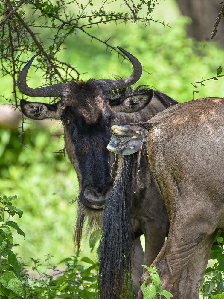 Photograph by Emanuel Mollel