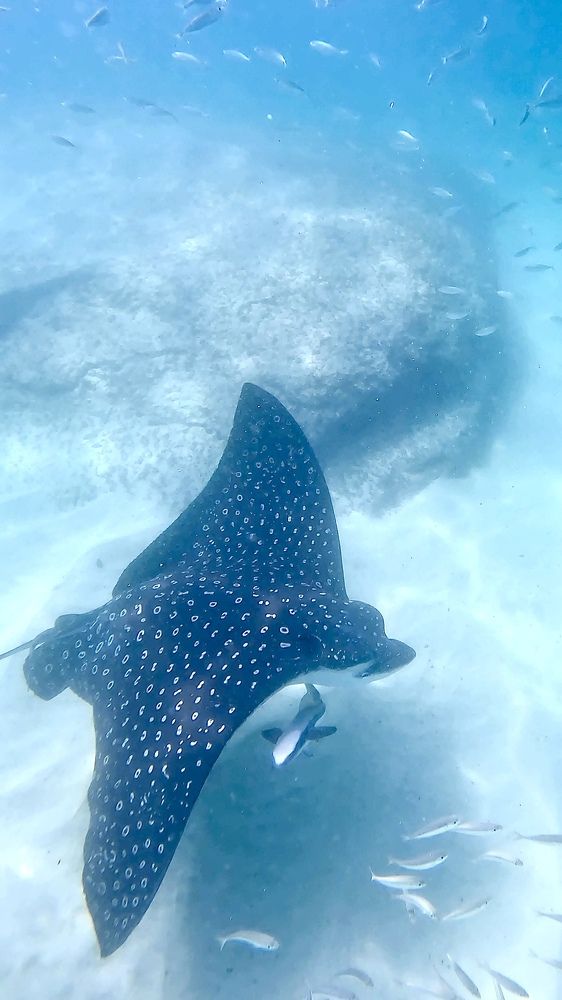 Photograph by RICARDO