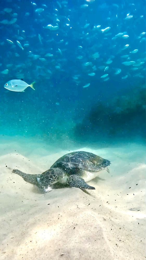 Photograph by RICARDO