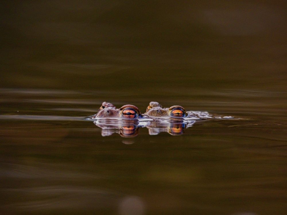 Фотография автора Jaroslav Hanzalík