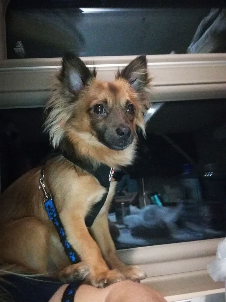 Мишаня путешественник