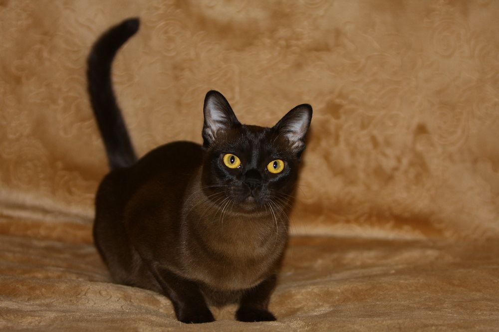 Фотография автора Надежда Лисицына