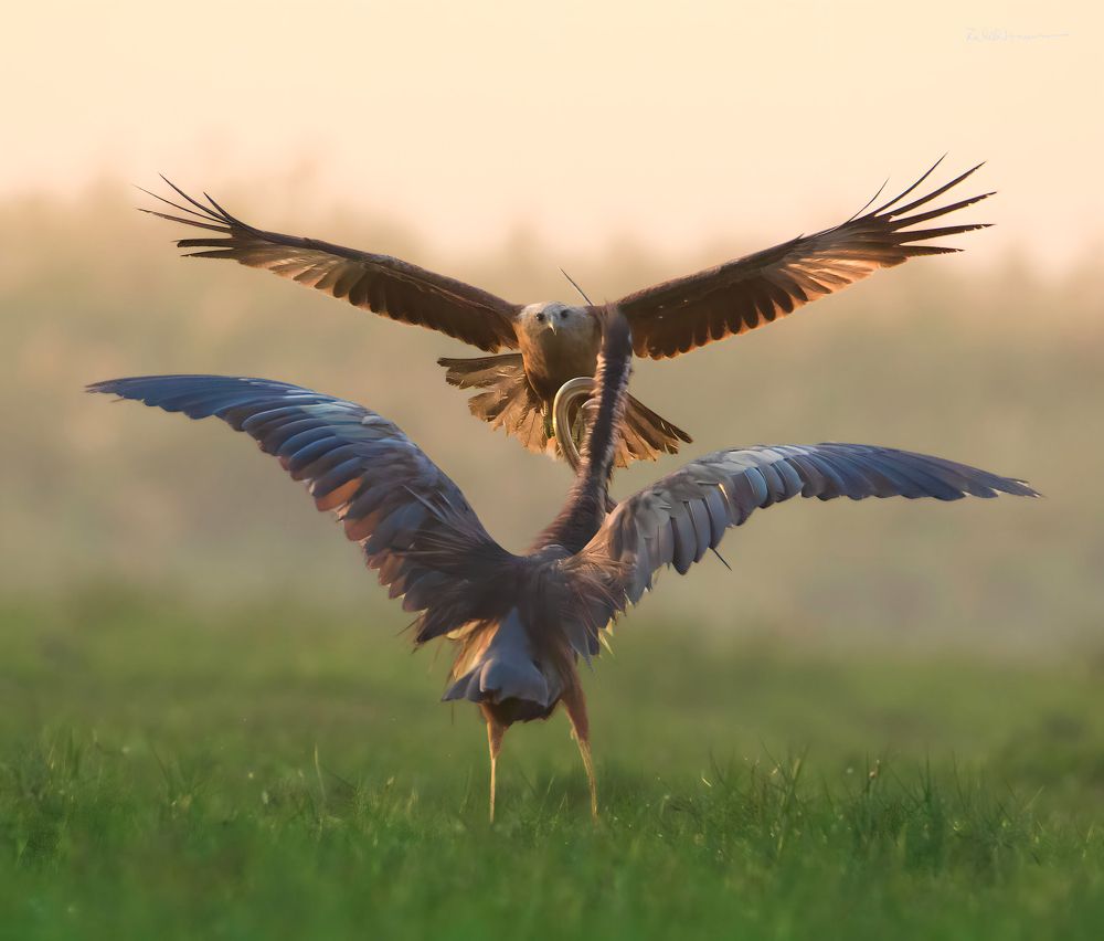 Photograph by Sk.Zahid Hossain