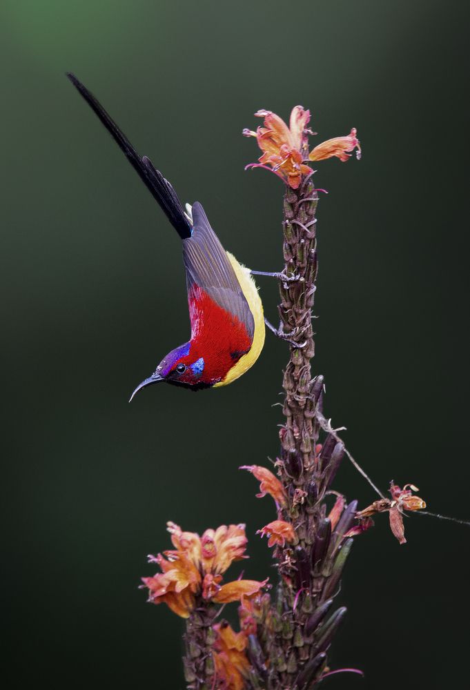 Photograph by Sk.Zahid Hossain