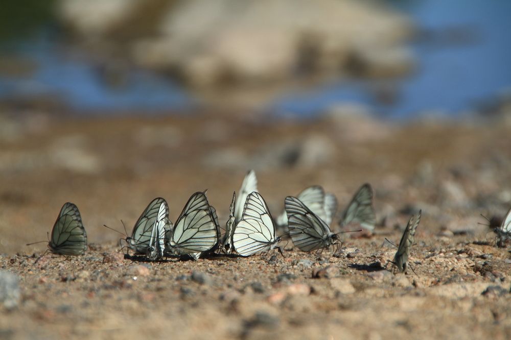 Фотография автора Анастасия Зверева