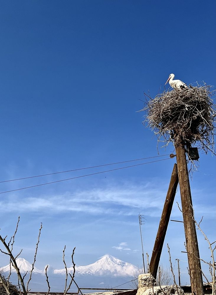 Гнездо с видом на Арарат