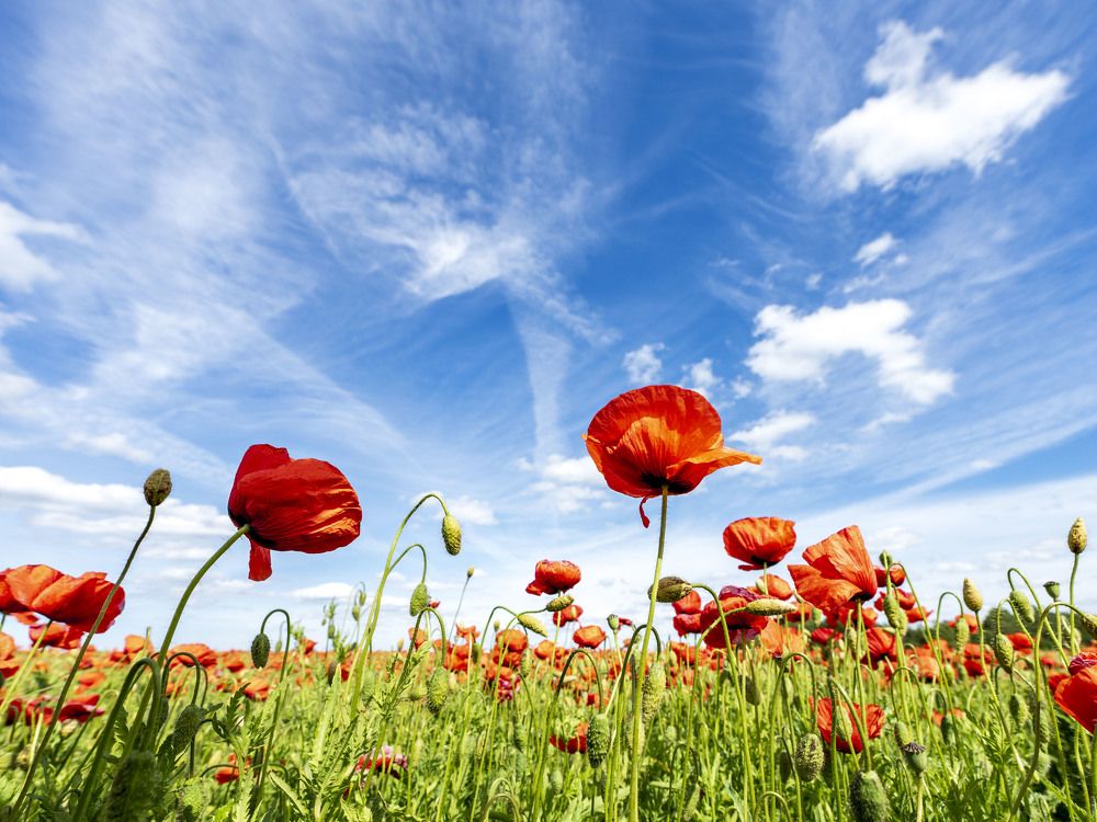 Photograph by Susanna Kari