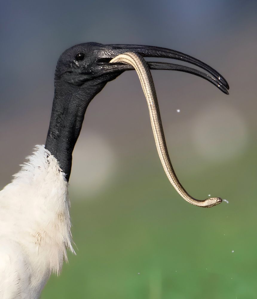 Photograph by Sk.Zahid Hossain